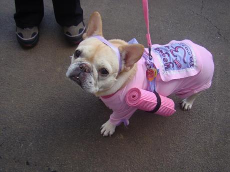 cosplay-dog-animaux-chien-déguisement-mogwaii (2)