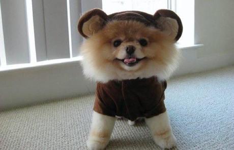 cosplay-dog-animaux-chien-déguisement-mogwaii (6)