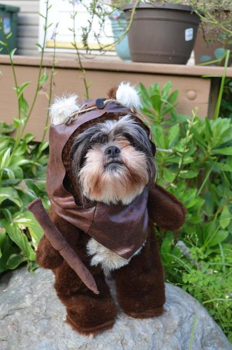 cosplay-dog-animaux-chien-déguisements-mogwaii (30)