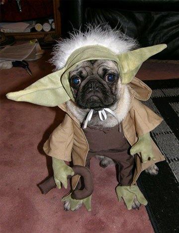 cosplay-dog-animaux-chien-déguisement-mogwaii (42)