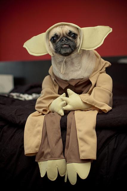 cosplay-dog-animaux-chien-déguisement-mogwaii (29)