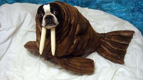 cosplay-dog-animaux-chien-déguisement-mogwaii (16)