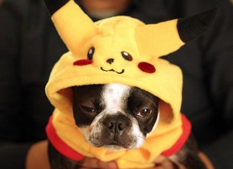 cosplay-dog-animaux-chien-déguisement-mogwaii (22)