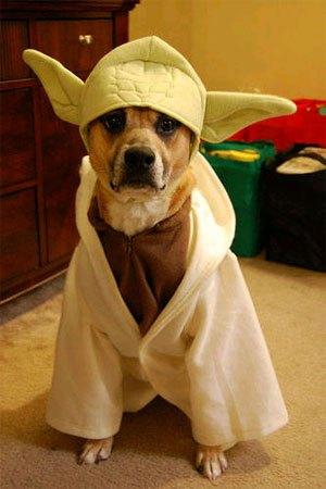 cosplay-dog-animaux-chien-déguisement-mogwaii (41)