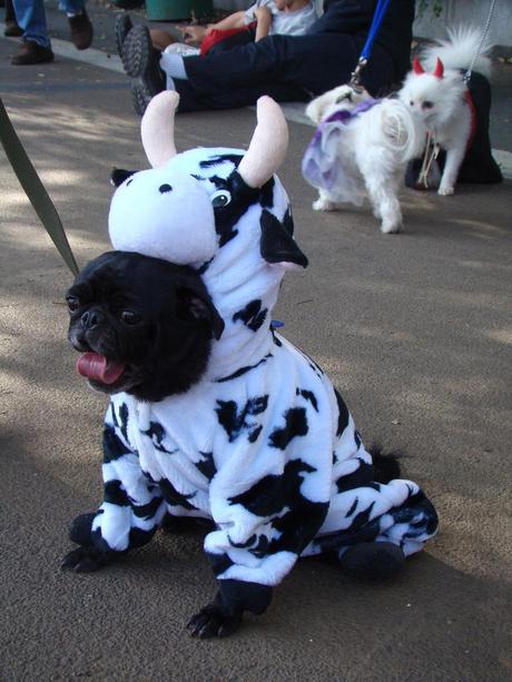 cosplay-dog-animaux-chien-déguisement-mogwaii (11)