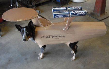 cosplay-dog-animaux-chien-déguisement-mogwaii (1)