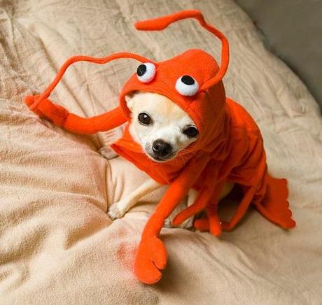 cosplay-dog-animaux-chien-déguisement-mogwaii (51)