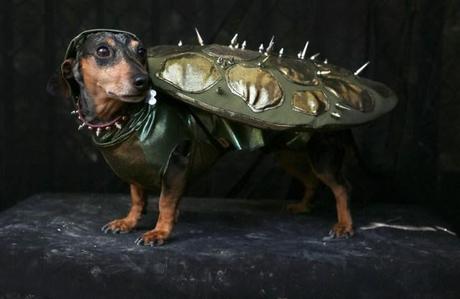 cosplay-dog-animaux-chien-déguisements-mogwaii (27)