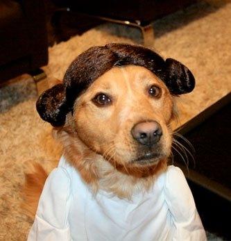 cosplay-dog-animaux-chien-déguisement-mogwaii (44)