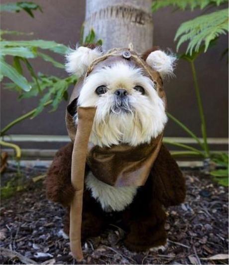 cosplay-dog-animaux-chien-déguisement-mogwaii (7)