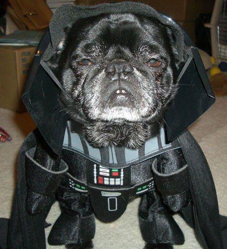 cosplay-dog-animaux-chien-déguisement-mogwaii (30)