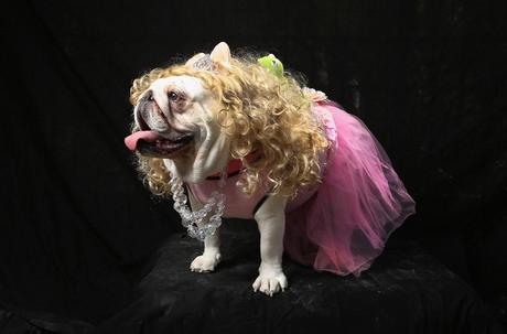 Dogs Dress Up For Annual Tompkins Square Park Halloween Parade
