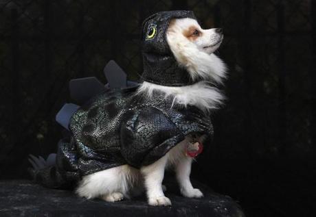 cosplay-dog-animaux-chien-déguisements-mogwaii (25)