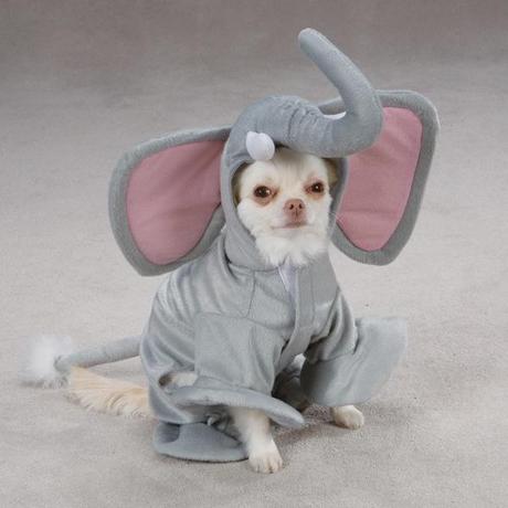 cosplay-dog-animaux-chien-déguisement-mogwaii (3)