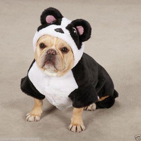 cosplay-dog-animaux-chien-déguisement-mogwaii (4)