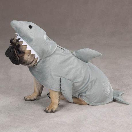 cosplay-dog-animaux-chien-déguisement-mogwaii (23)