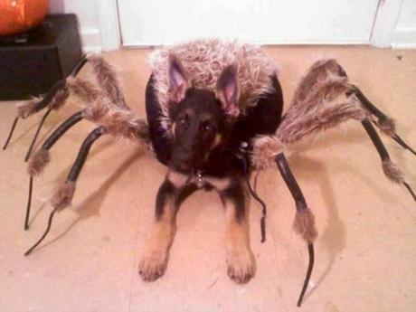 cosplay-dog-animaux-chien-déguisements-mogwaii (35)