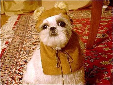 cosplay-dog-animaux-chien-déguisement-mogwaii (35)