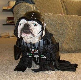 cosplay-dog-animaux-chien-déguisement-mogwaii (32)