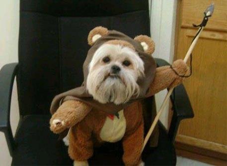 cosplay-dog-animaux-chien-déguisement-mogwaii (36)