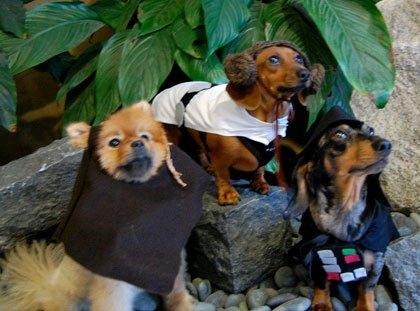cosplay-dog-animaux-chien-déguisement-mogwaii (33)