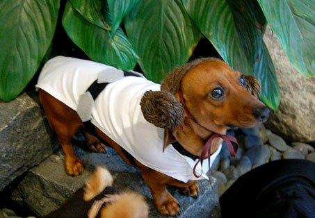 cosplay-dog-animaux-chien-déguisement-mogwaii (43)
