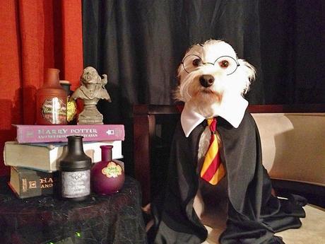 cosplay-dog-animaux-chien-déguisement-mogwaii (20)