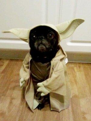 cosplay-dog-animaux-chien-déguisement-mogwaii (40)