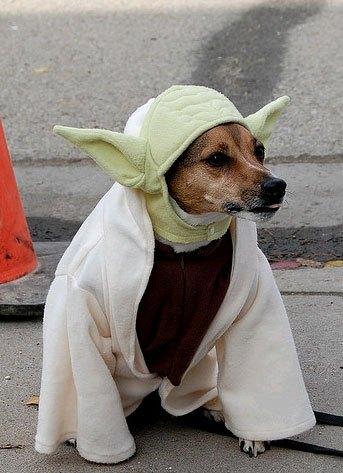 cosplay-dog-animaux-chien-déguisement-mogwaii (47)