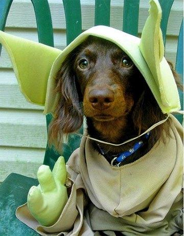cosplay-dog-animaux-chien-déguisement-mogwaii (38)