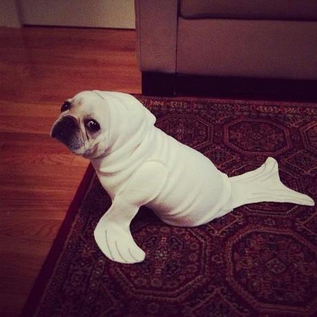 cosplay-dog-animaux-chien-déguisement-mogwaii (18)