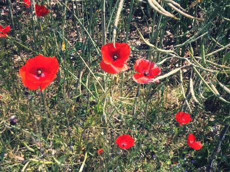 Coquelicot