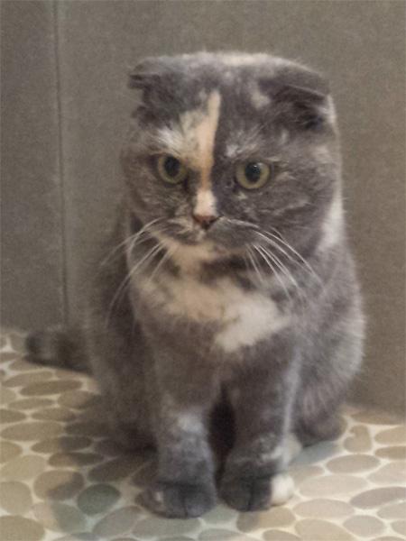 Le Chat Chaussette A La Decouverte Du Jardin Un Scottish Fold Au Jardin A Decouvrir Le Chat Chaussette A La Decouverte Du Jardin Un Scottish Fold Au Jardin A Decouvrir