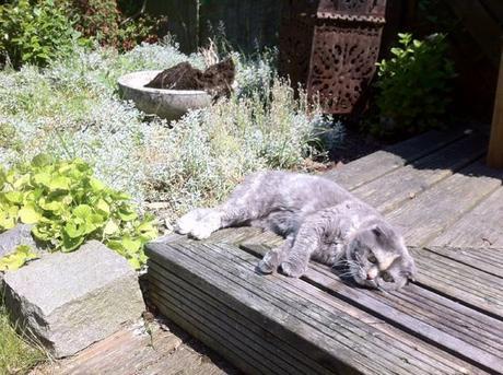 chat bronze sur la terrasse scottish fold