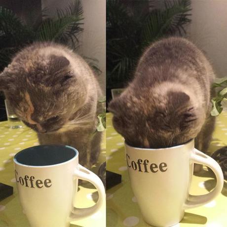 chat qui boit dans une tasse