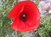 Identifiez fleurs grâce appli Pl@ntNet-identify