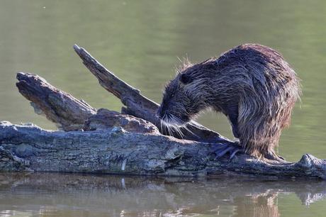 le ragondin ou myocastor