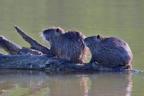 le ragondin ou myocastor