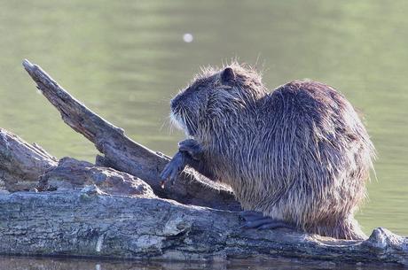 le ragondin ou myocastor