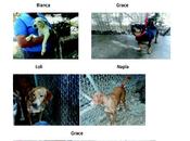 Petites chiennes Espagne l'adoption 2014