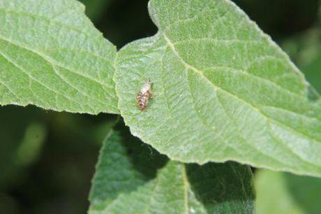 3 cercope romi 5 juin 2014 005.jpg