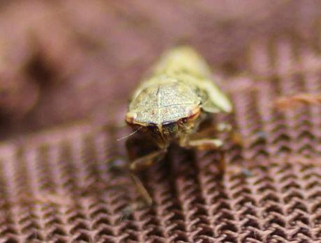 16 cercope rec romi 5 juin 2014 043.jpg