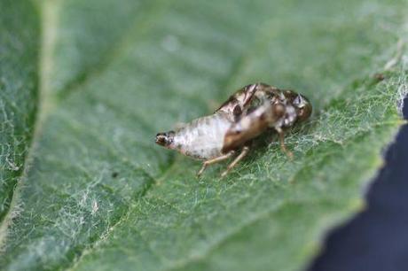 8 cercope romi 5 juin 2014 018.jpg