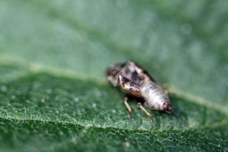 5 cercope romi 5 juin 2014 021.jpg