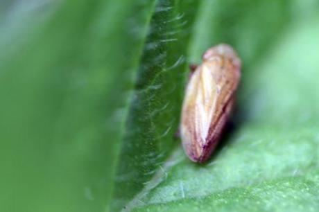 14 cercope romi 5 juin 2014 037.jpg