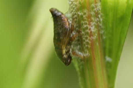 2 cercope larve romi 18 mai 2014 002 (3).jpg