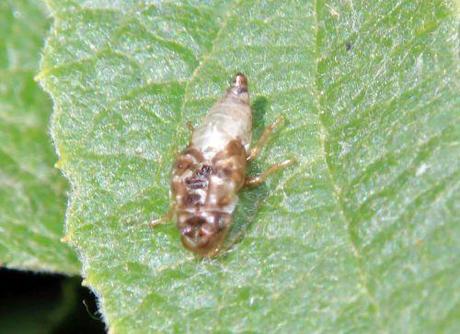 10 cercope rec romi 5 juin 2014 005.jpg