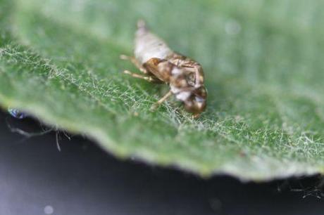 7 cercope romi 5 juin 2014 019.jpg