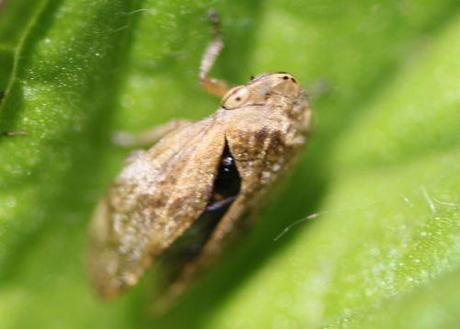 13 cercope romi 5 juin 2014 034.jpg