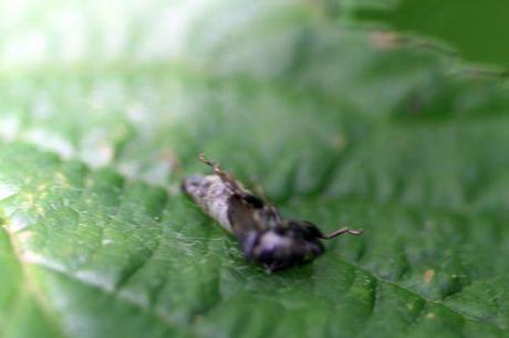 9 cercope sortie romi 5 juin 2014 031.jpg